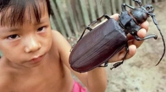 Розмір жуків з вашою долоні: woodcase-titanium